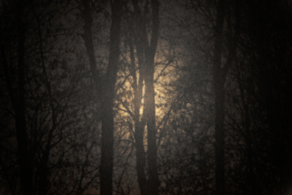 Sun Between Trees - ID 002114