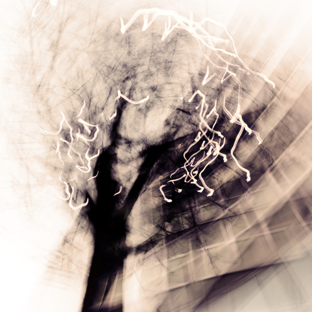 Tree Dance II - ID 002128