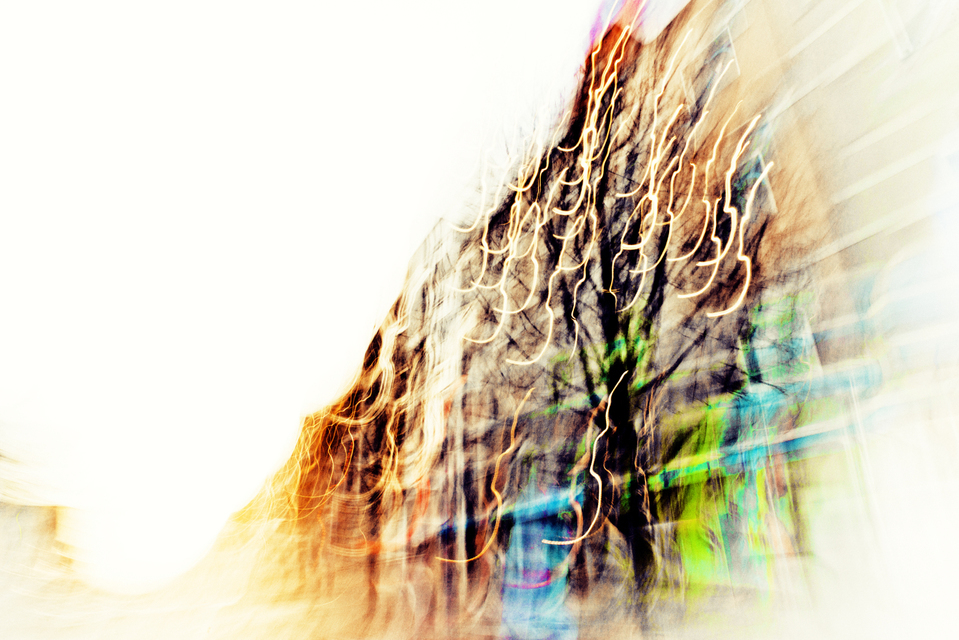 Tree in Street - ID 002132