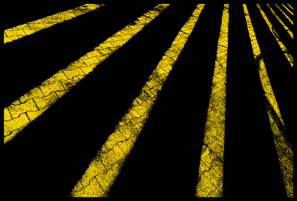 Yellow Zebra - ID 002222