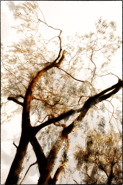 Forking I - ID 002347