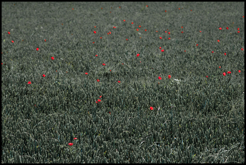 Red Poppy - ID 002365