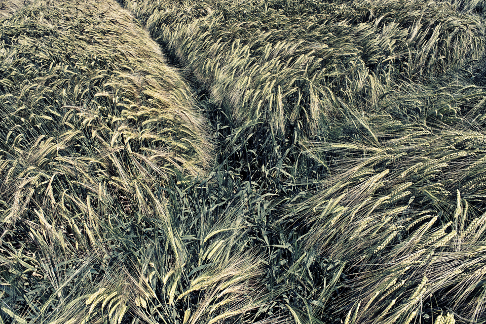 Corn Cross - ID 002370