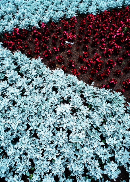 Silver and Red - ID 002419