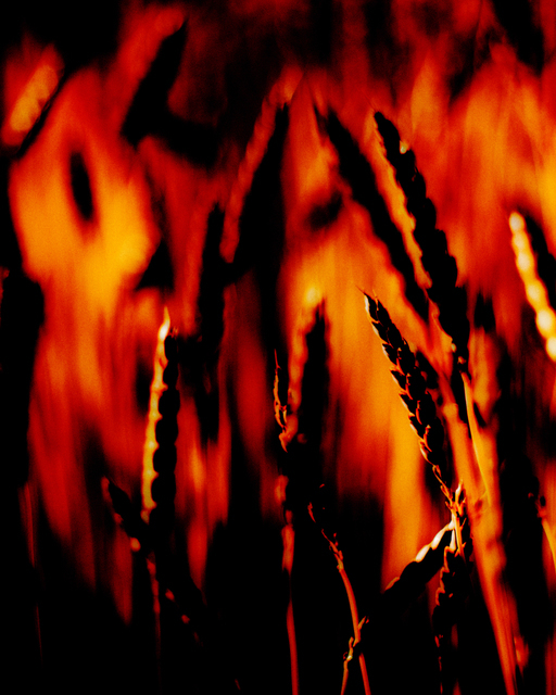 Corn on Fire - ID 002441
