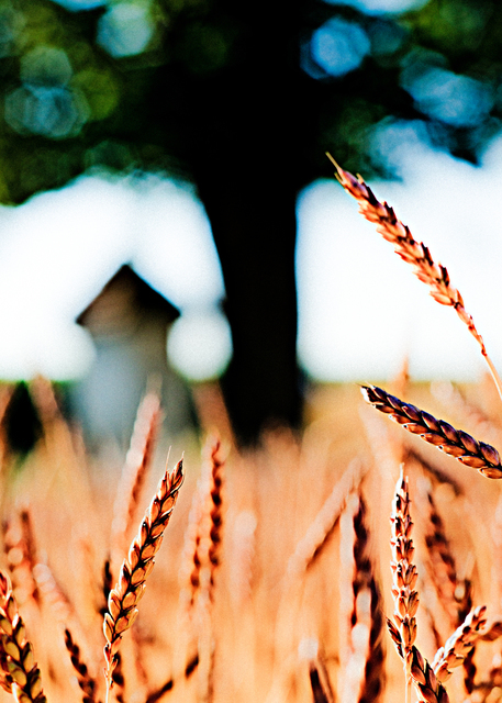 Corn and Tree - ID 002442