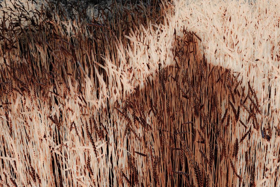 Corn Shadow - ID 002445