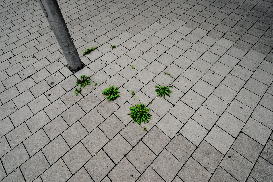 Green against Grey I - ID 002595