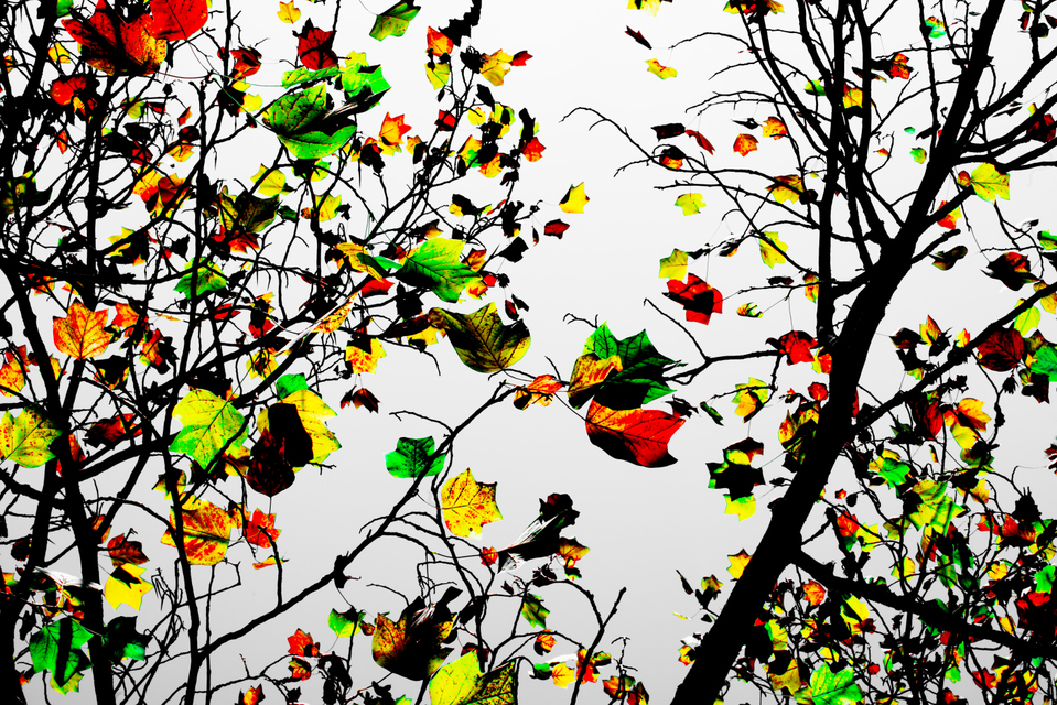 Colored Leaves - ID 002670