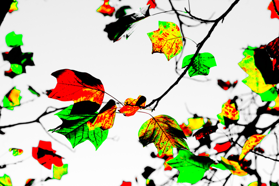 Last Leaves - ID 002672