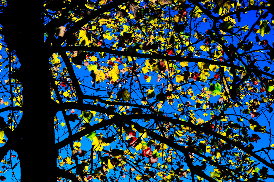 Leaves and Blue Sky - ID 002674