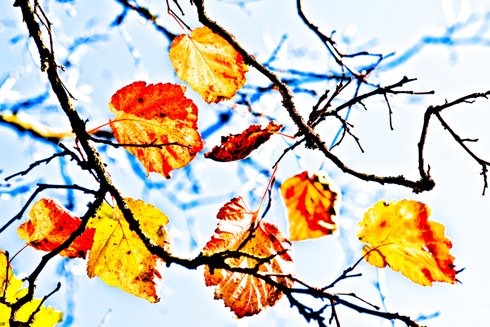 Bright Leave - ID 002676