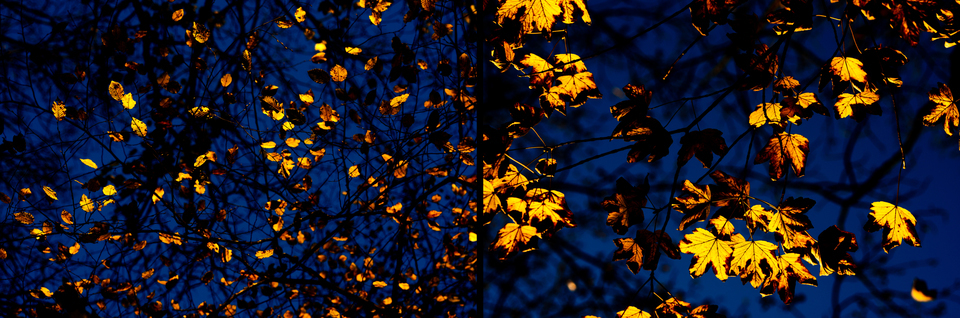 Golden Leaves - ID 002690