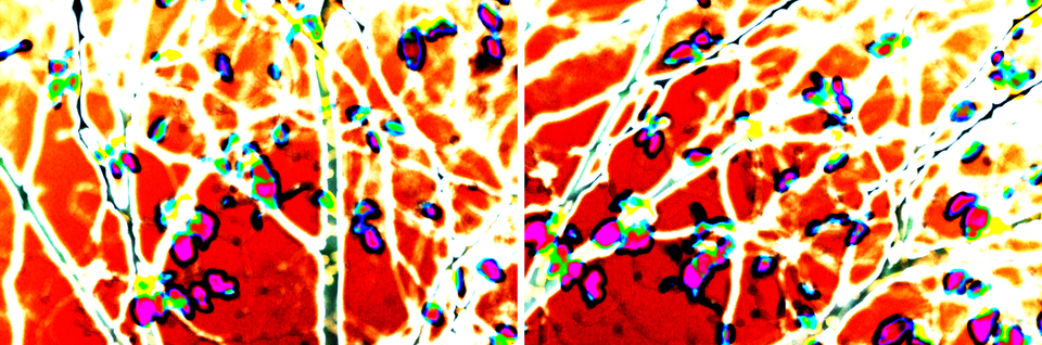 Abstract Leaves - ID 002694