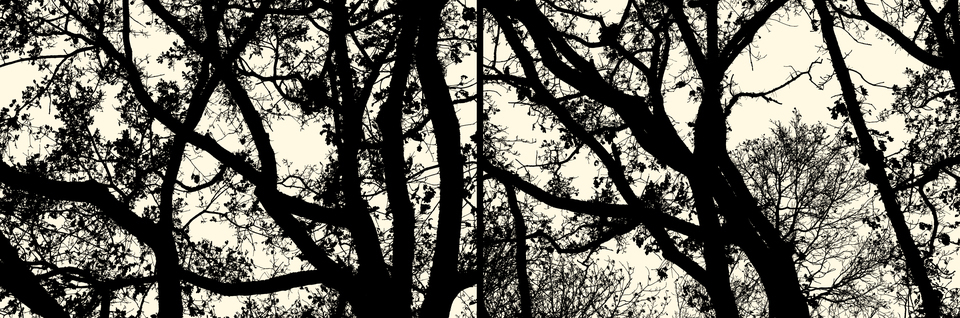 Winter Trees I - ID 002699