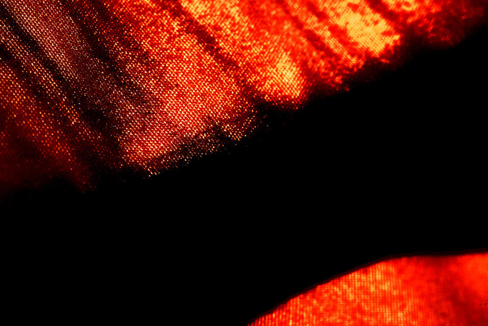 Umbrella XIII - ID 002730