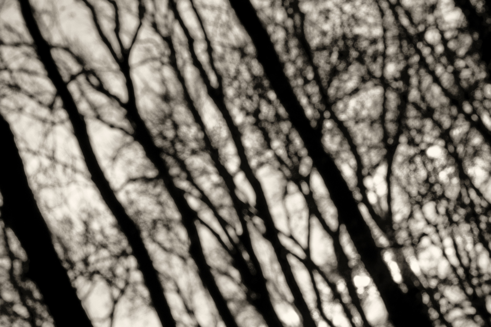 Winter Forest - ID 002738