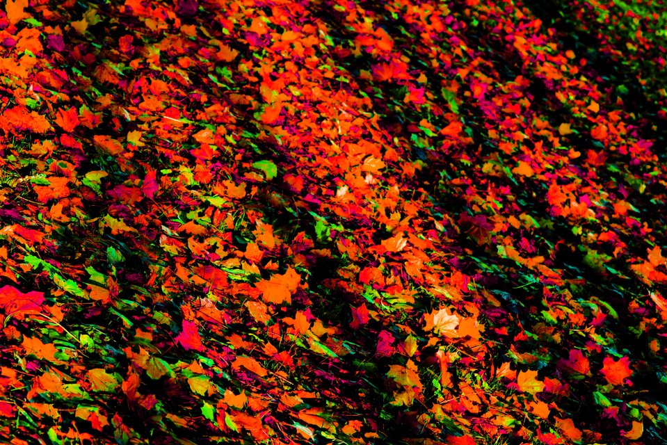 Orange Leaves - ID 002740