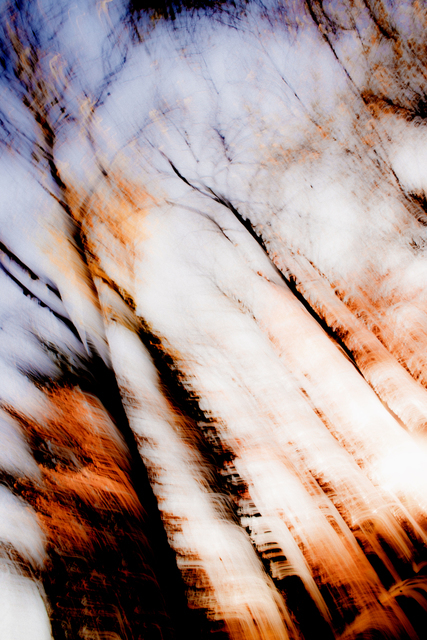 Flame Tree - ID 002746