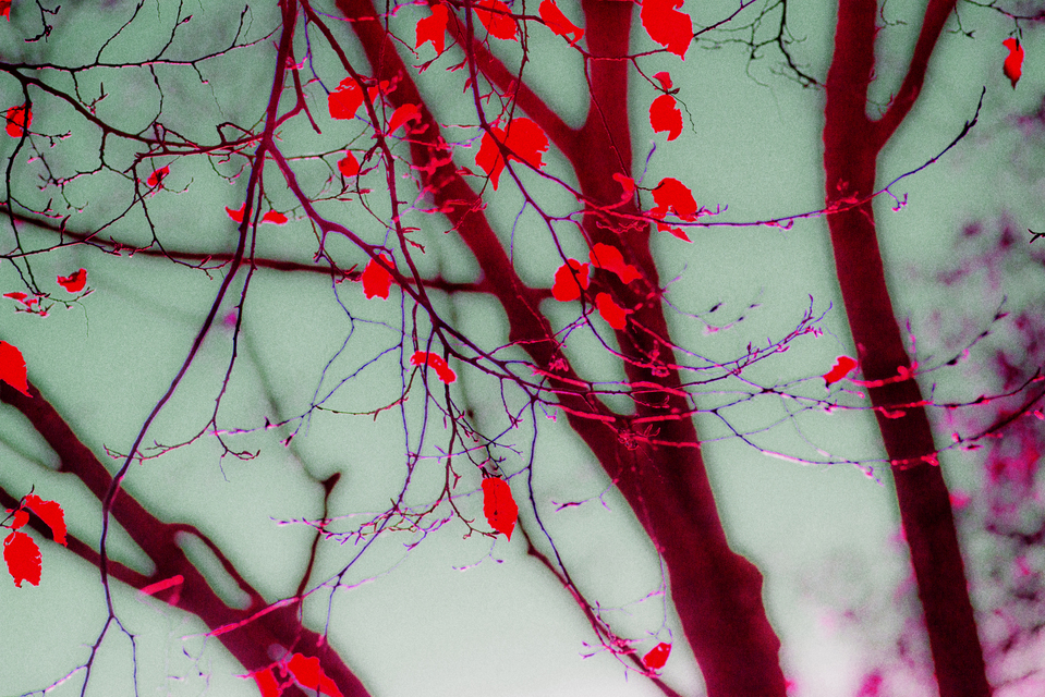 Red Light - ID 002749