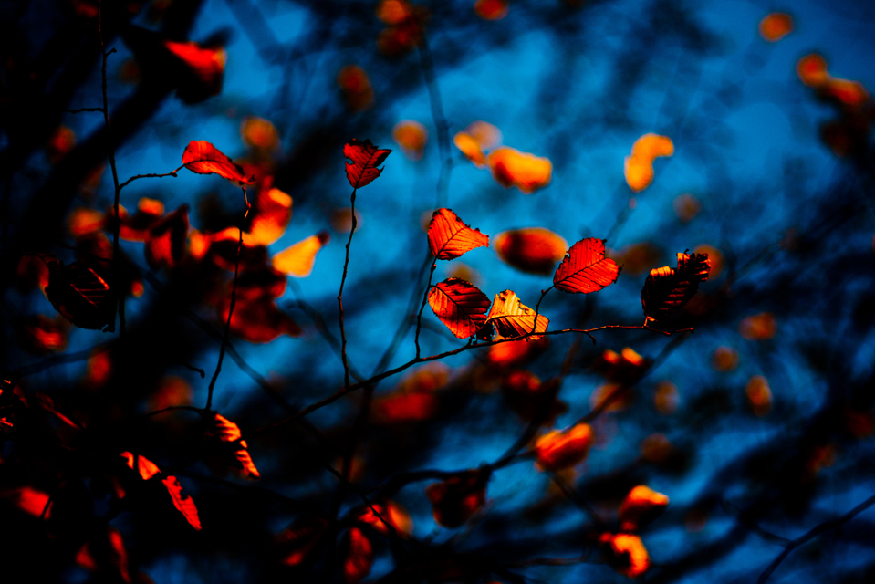 Red Leaves on Dark Blue - ID 002752