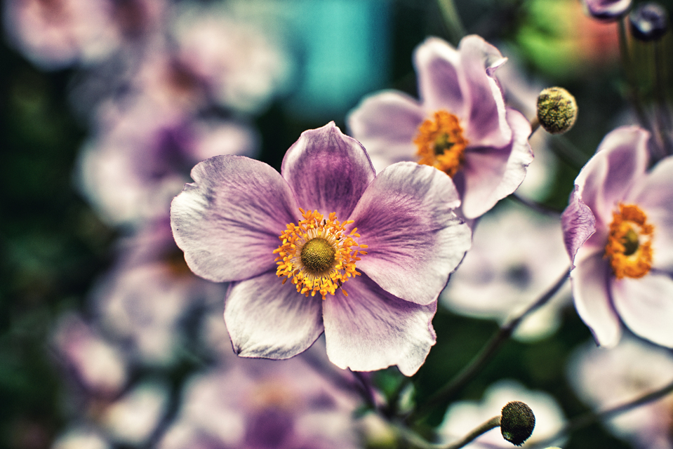 Daylight Beauty - ID 002821