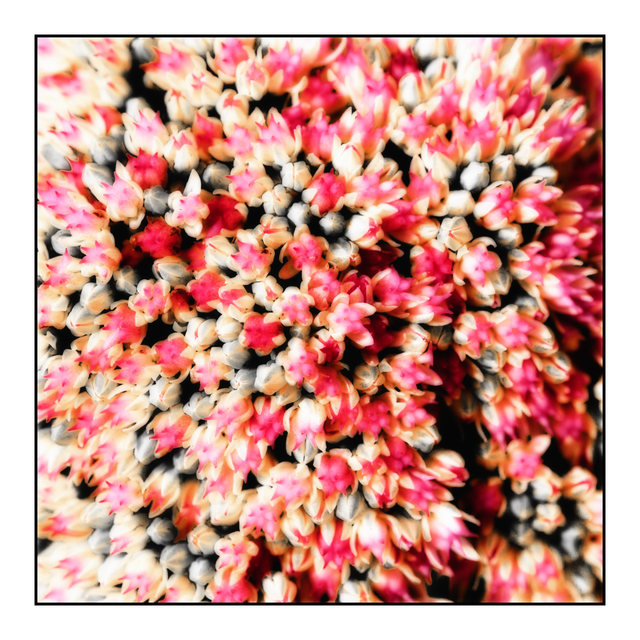 Autumn II - ID 002834