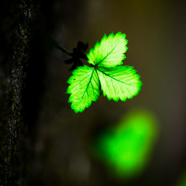 Three Green Leaves - ID 002850