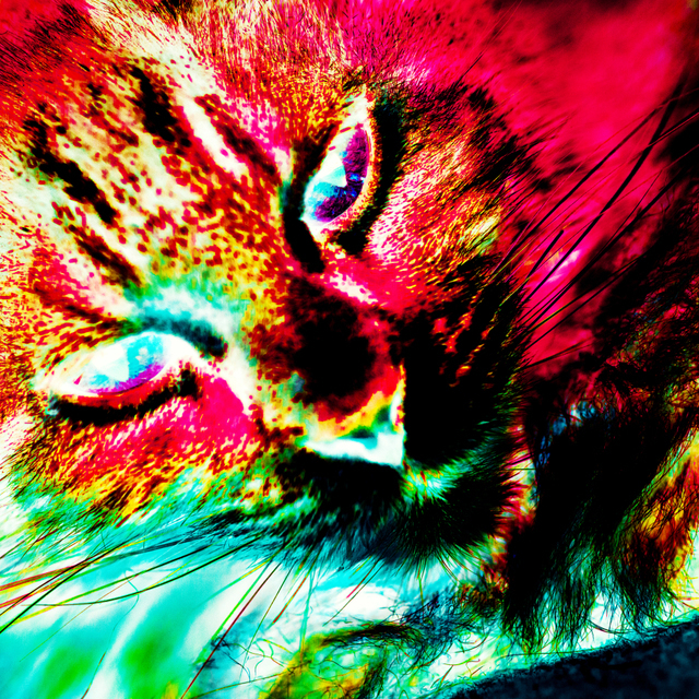 Colored Cat II - ID 002872