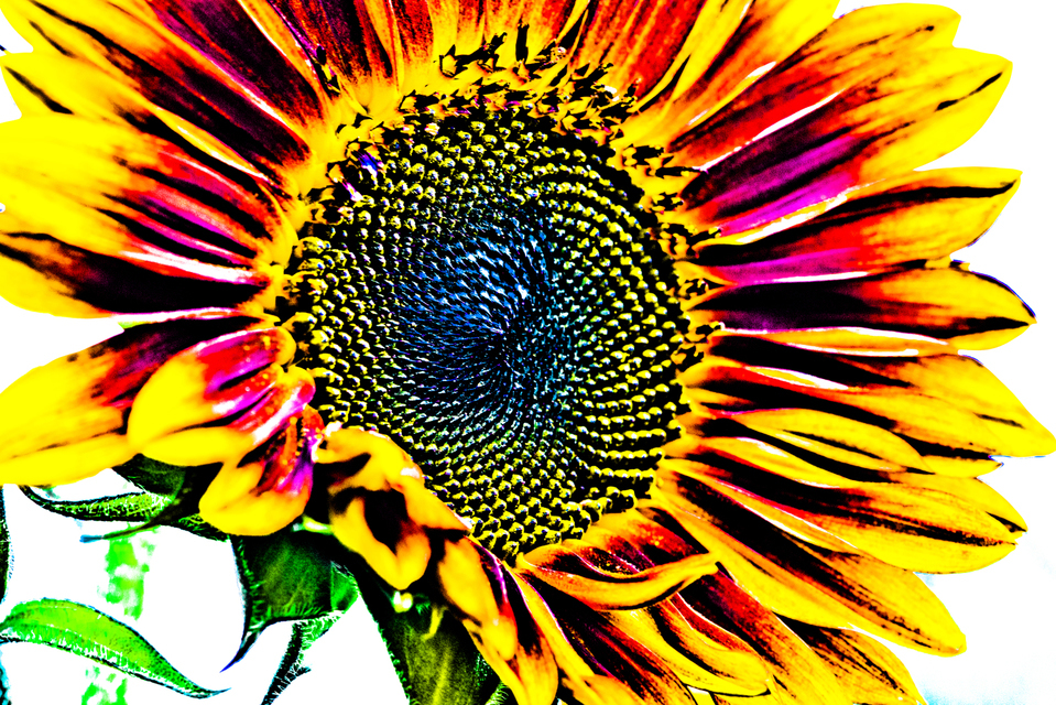 Sunflower on White I - ID 002873