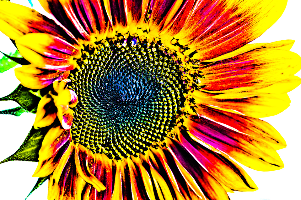 Sunflower on White II - ID 002874