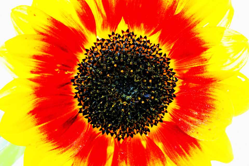 Sunflower on White III - ID 002875