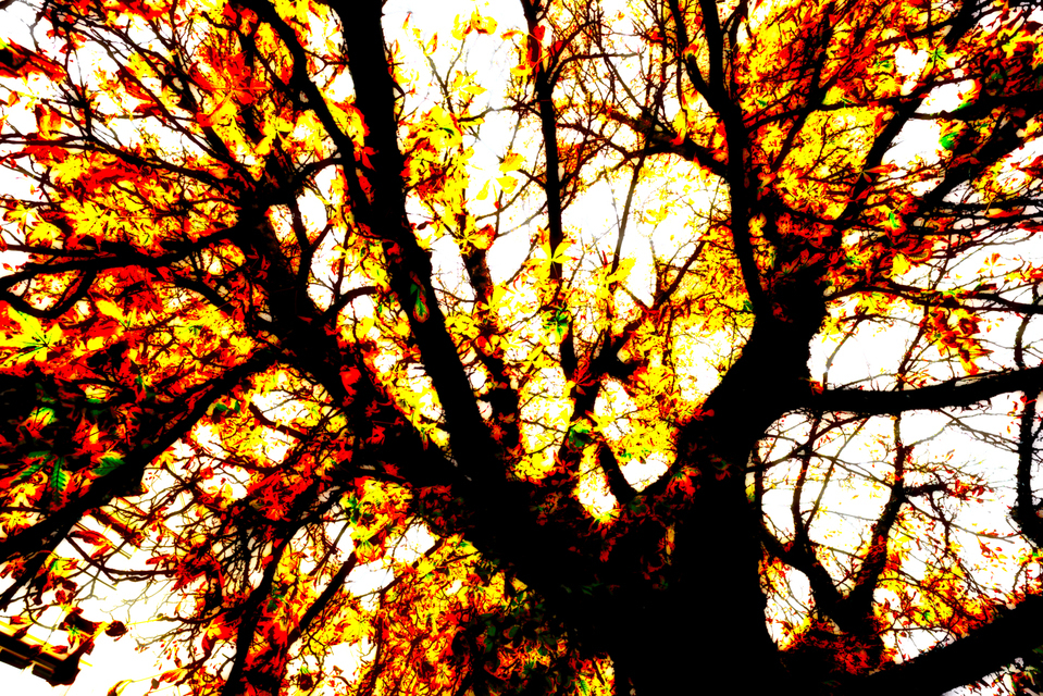 Tree on Fire - ID 002906