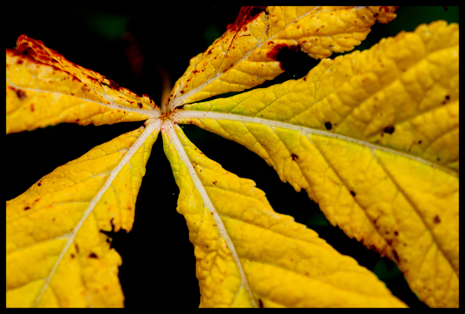Fading Leaf - ID 002909