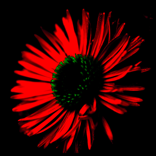 Alian Flower - ID 002910