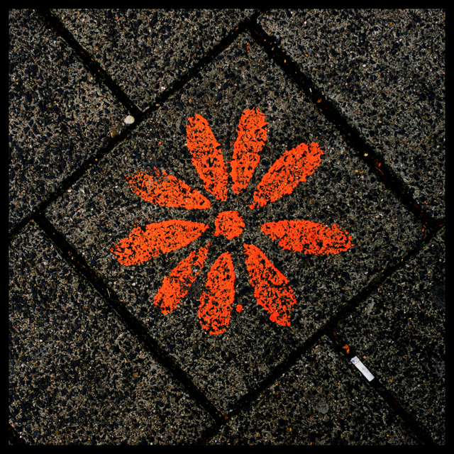 Rose of Amsterdam - ID 002930