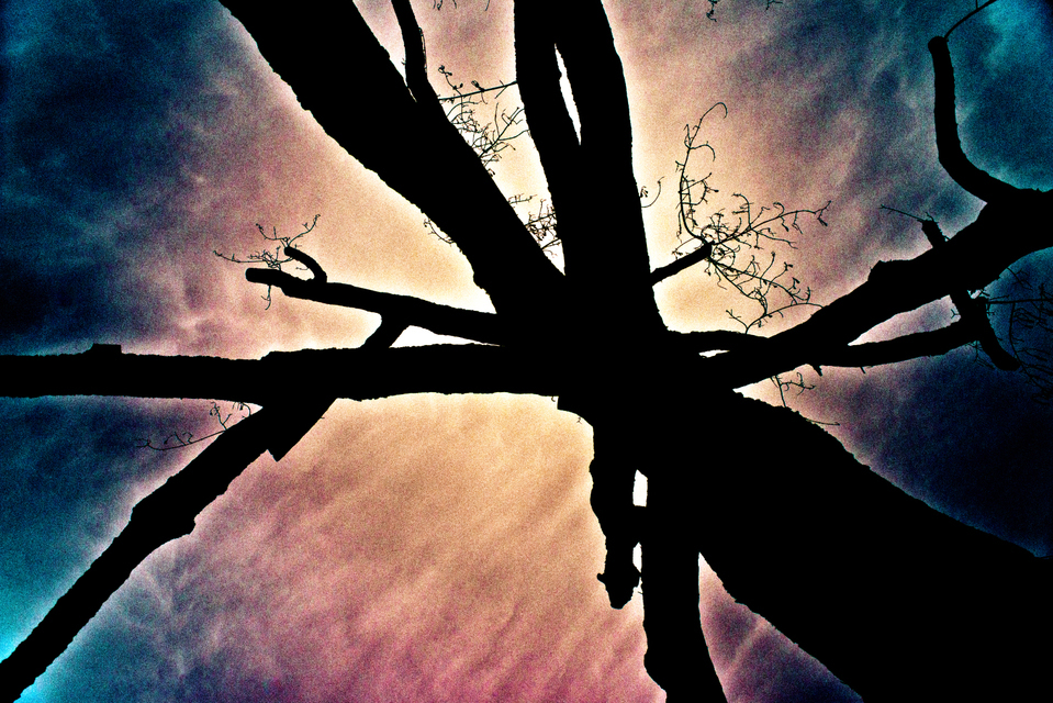 Spider Tree - ID 003136