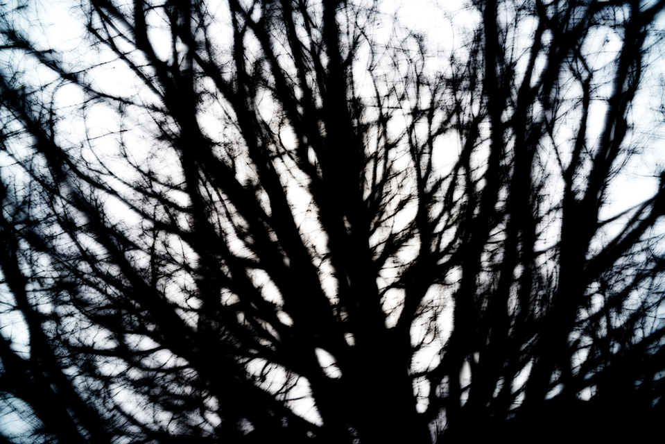 Moving Branches - ID 003153