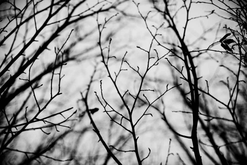 Dark Day Branches II - ID 003162