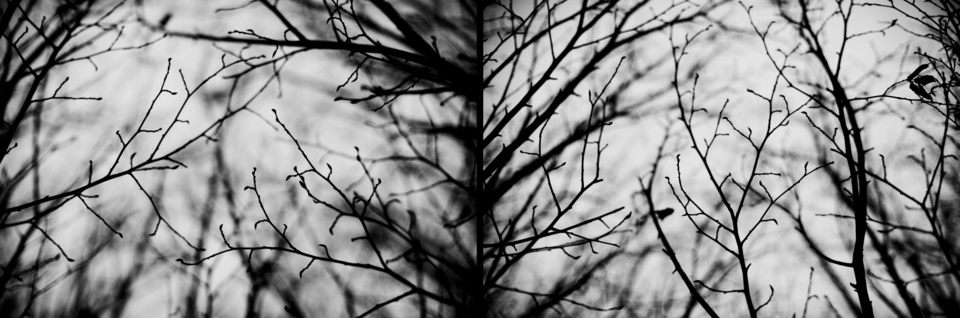 Dark Day Branches III - ID 003163