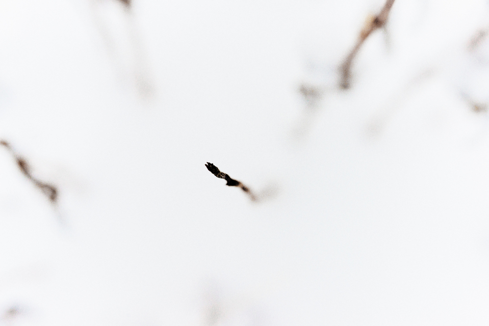 Out of White IV - ID 003222