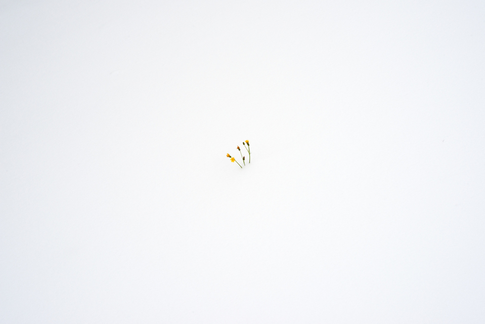 First out of White - ID 003224