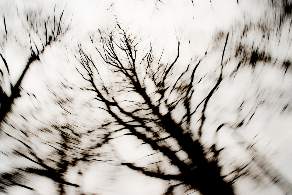 Dark Trees III - ID 003284