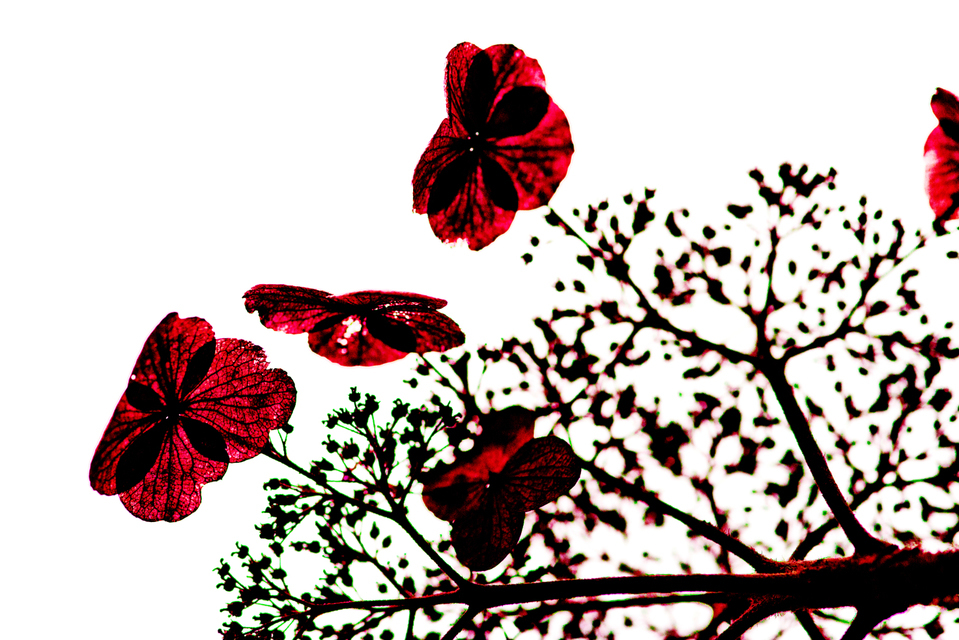 Red on White I - ID 003322