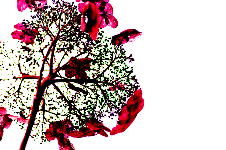 Red on White II - ID 003323