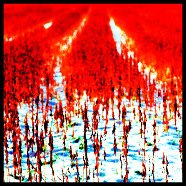 Red Field I - ID 003328