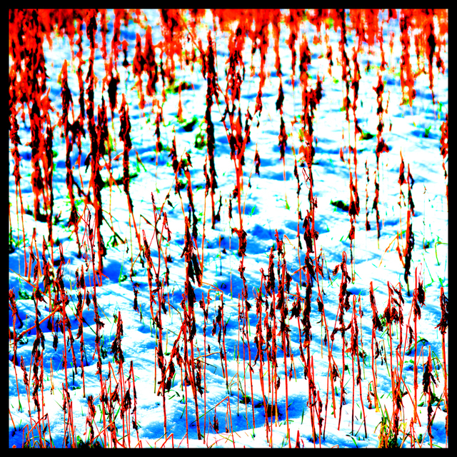 Red Field II - ID 003329