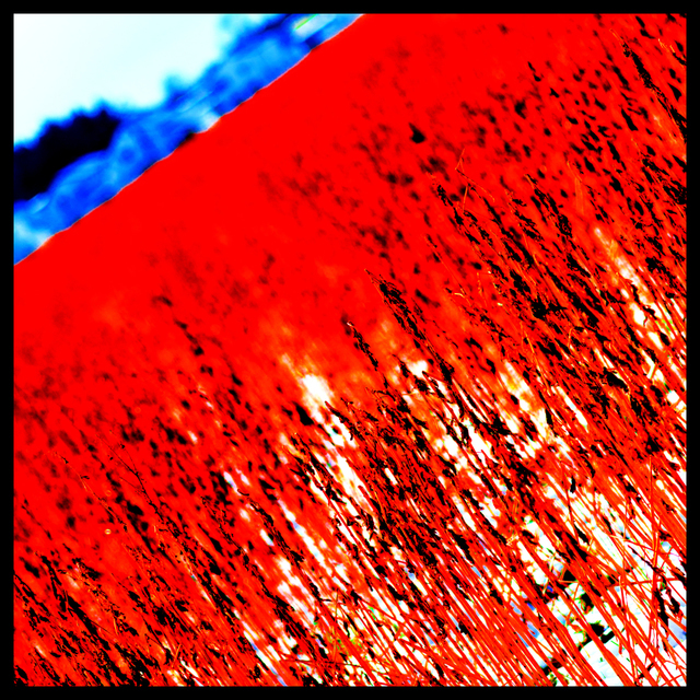 Red Field in front of Houses II - ID 003331