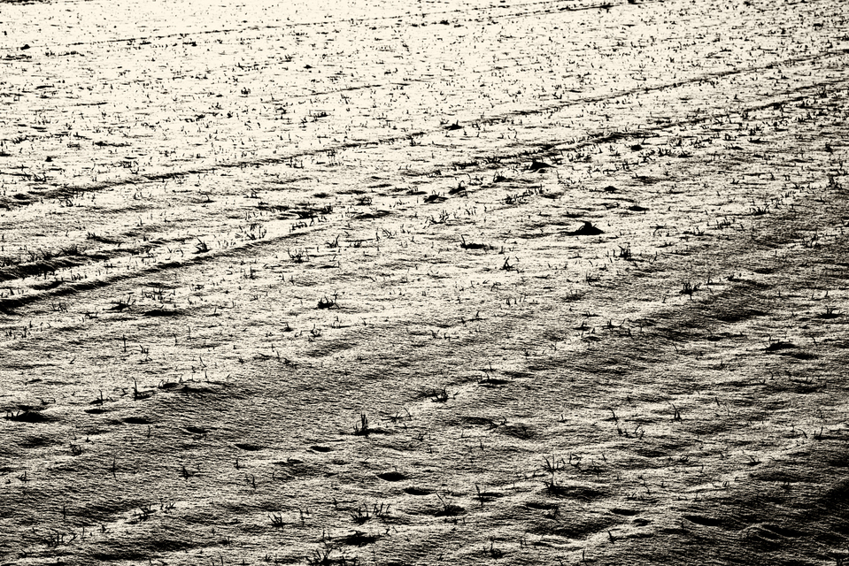 Snow Field - ID 003332