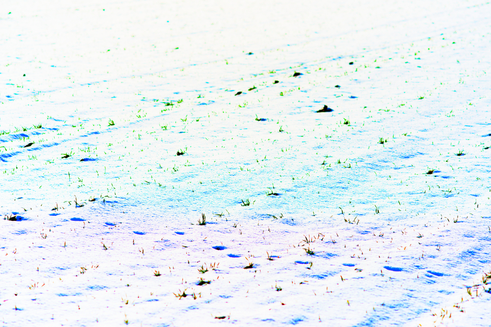 Color Snow Field - ID 003333